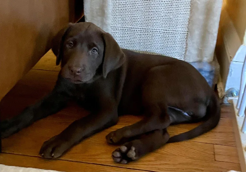A young medium-sized female Labrador Retriever dog named Juno for adoption in Lutherville, MD