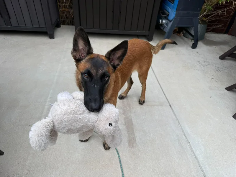 A young medium-sized female Belgian Shepherd / Malinois dog named Mochi for adoption in Houston, TX