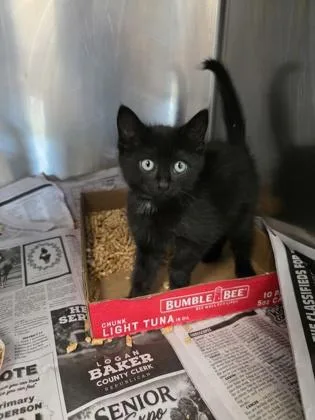 A baby small-sized male Domestic Short Hair cat named Daquarious for adoption in Sevierville, TN