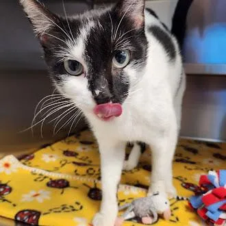 A young medium-sized male White Domestic Short Hair cat named Ernest for adoption in Liberty, MO