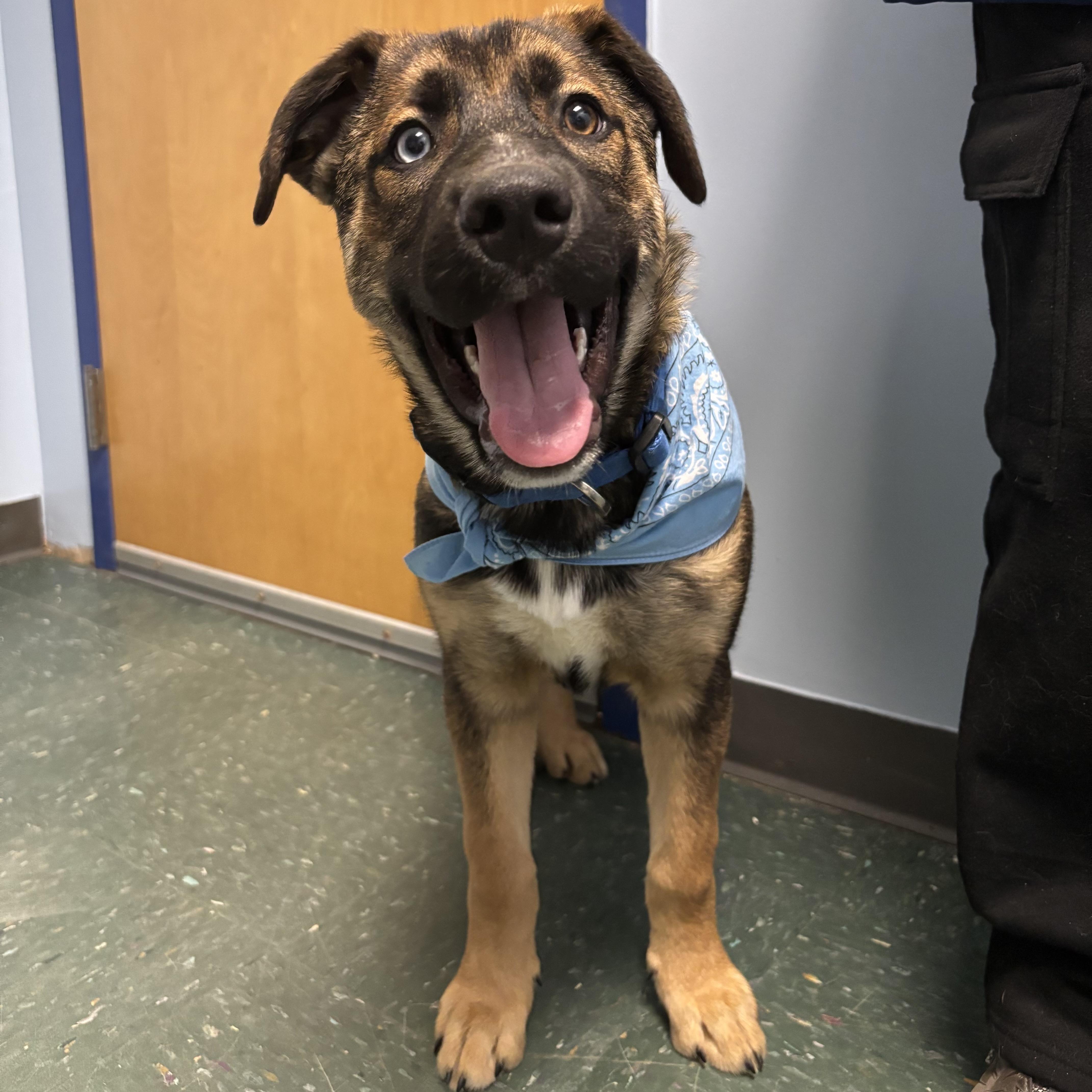 A baby large-sized male Bicolor Shepherd dog named Zeus for adoption in Waynesburg, PA