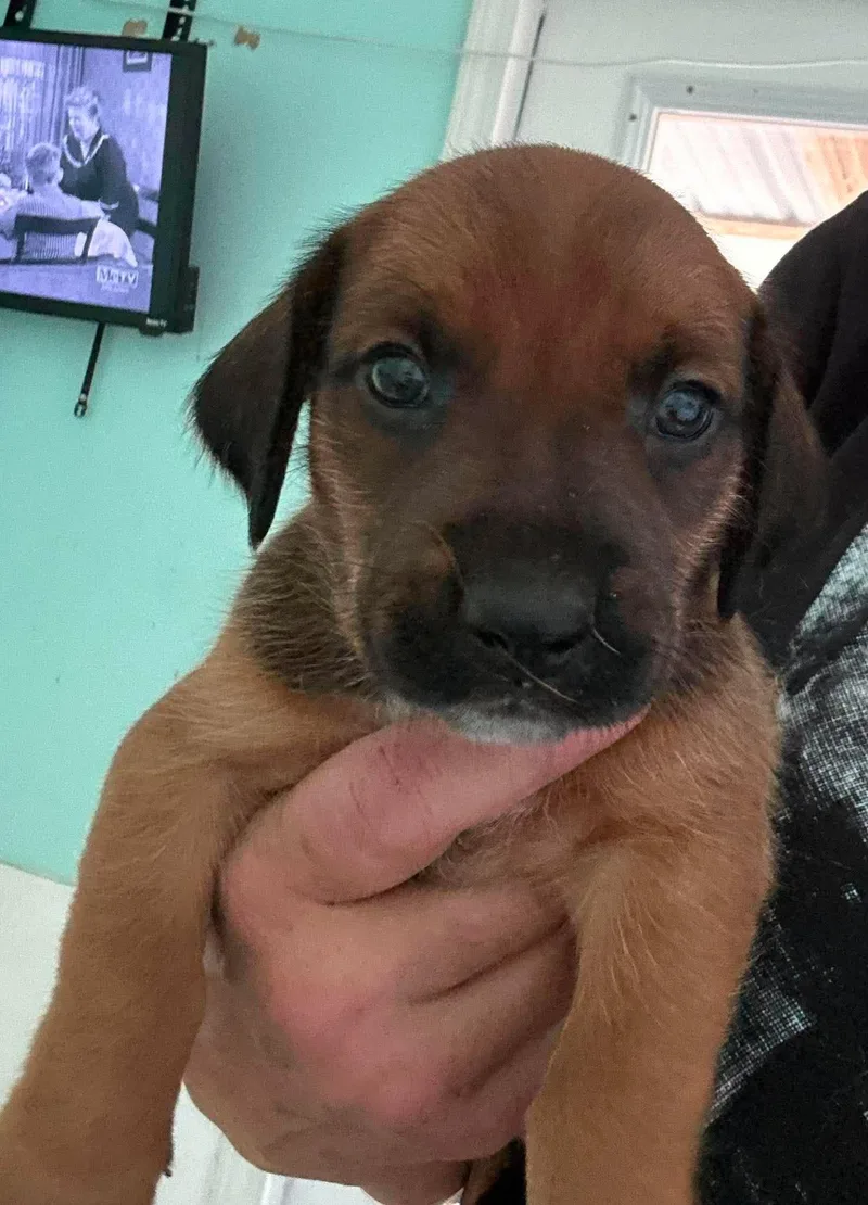 A baby large-sized male Irish Setter dog named Raj Puppy of for adoption in Osteen, FL