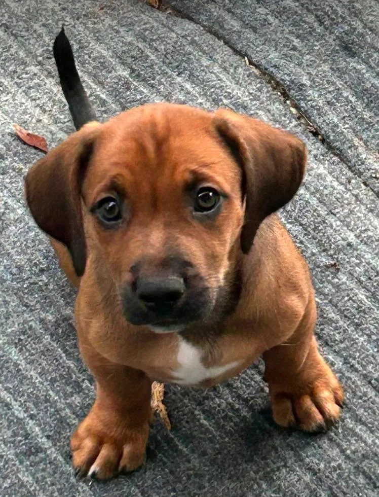 Raj  Puppy of thumbnail 2