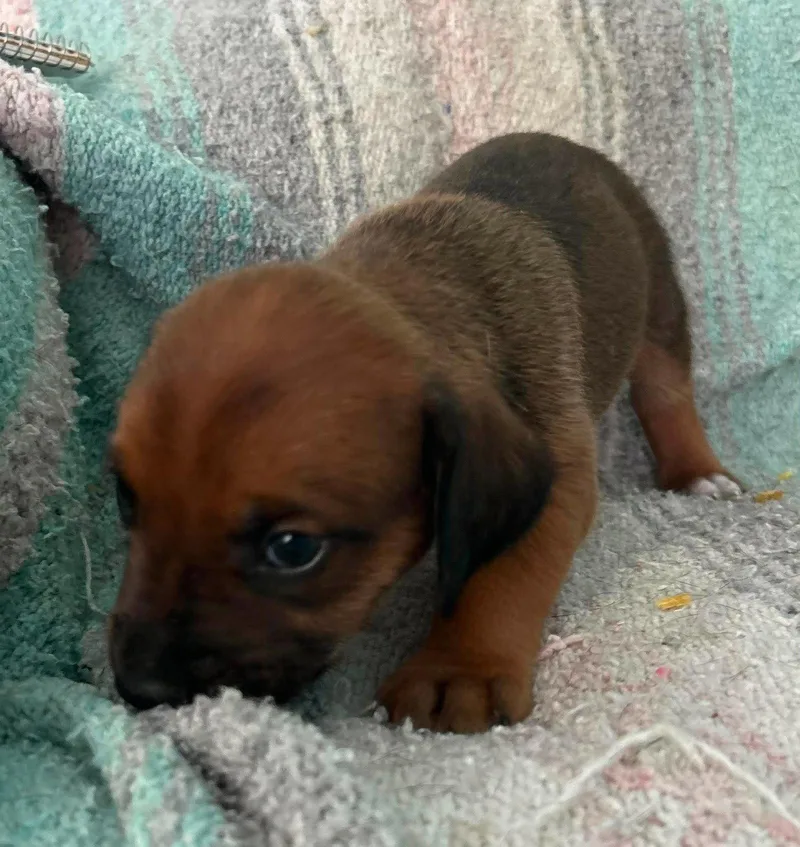 Raj  Puppy of thumbnail 3
