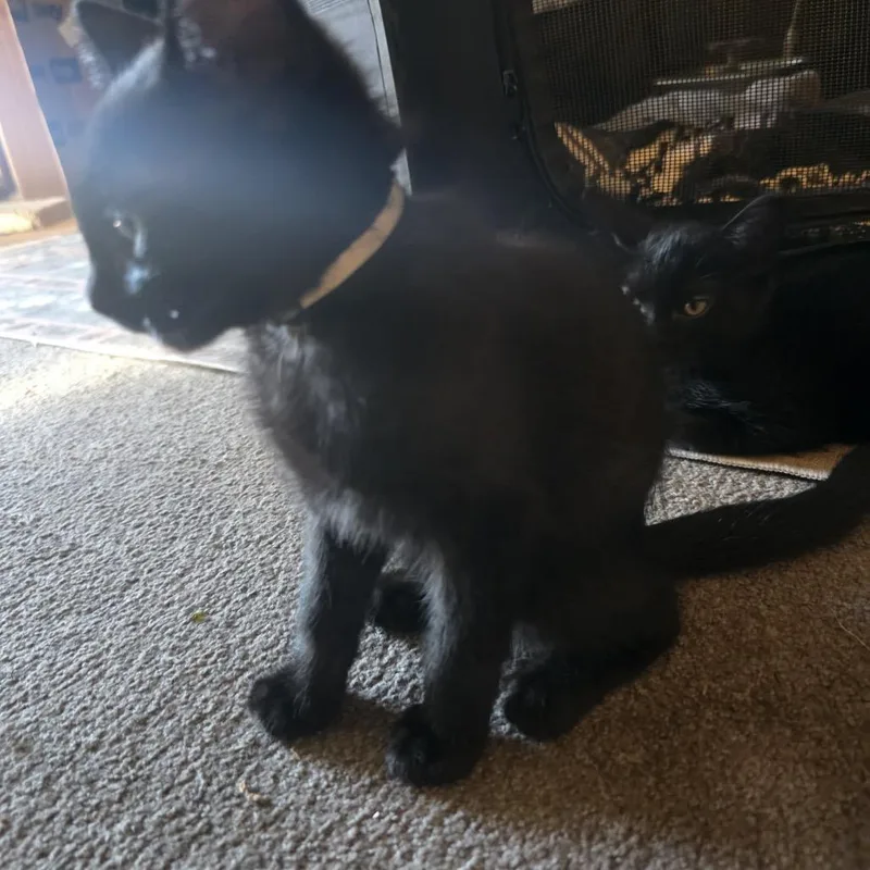 A baby small-sized male Black Domestic Short Hair cat named Gremlin Chino Hills Location for adoption in Chino Hills, CA