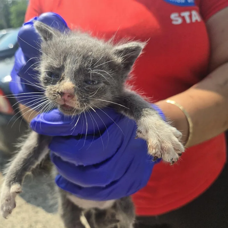 A baby small-sized male Gray / Blue / Silver Domestic Short Hair cat named Rickon for adoption in Newark, NJ