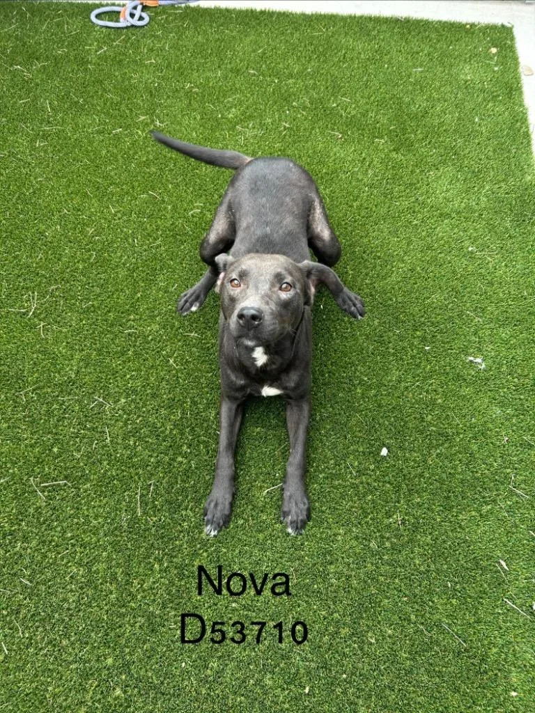Nova