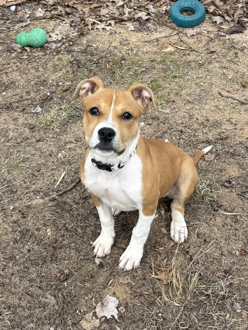 A baby small-sized female Mixed Breed dog named Harpy for adoption in Big Rapids, MI