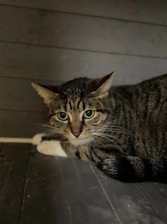 An adult medium-sized male Tabby (Brown / Chocolate) Domestic Short Hair cat named Pumpkin for adoption in Chicago, IL