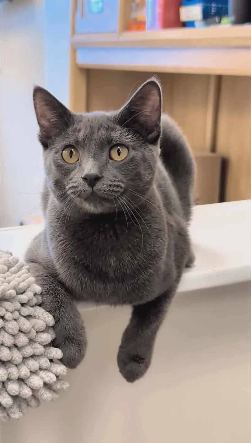 A young medium-sized female Gray / Blue / Silver Domestic Short Hair cat named Penny for adoption in Columbus, OH