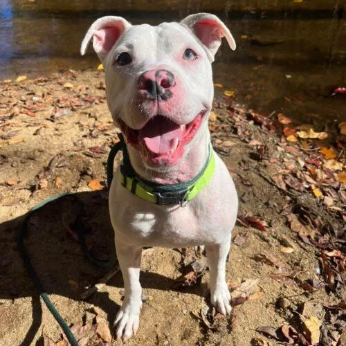 An adult medium-sized male Yellow / Tan / Blond / Fawn Pit Bull Terrier dog named Miles Athens for adoption in Rockaway, NJ