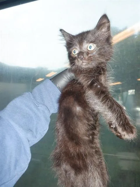 A baby small-sized male Domestic Short Hair cat named Muffin for adoption in San Jose, CA