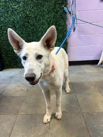 A young large-sized female White / Cream Husky dog named 61119791 for adoption in El Paso, TX