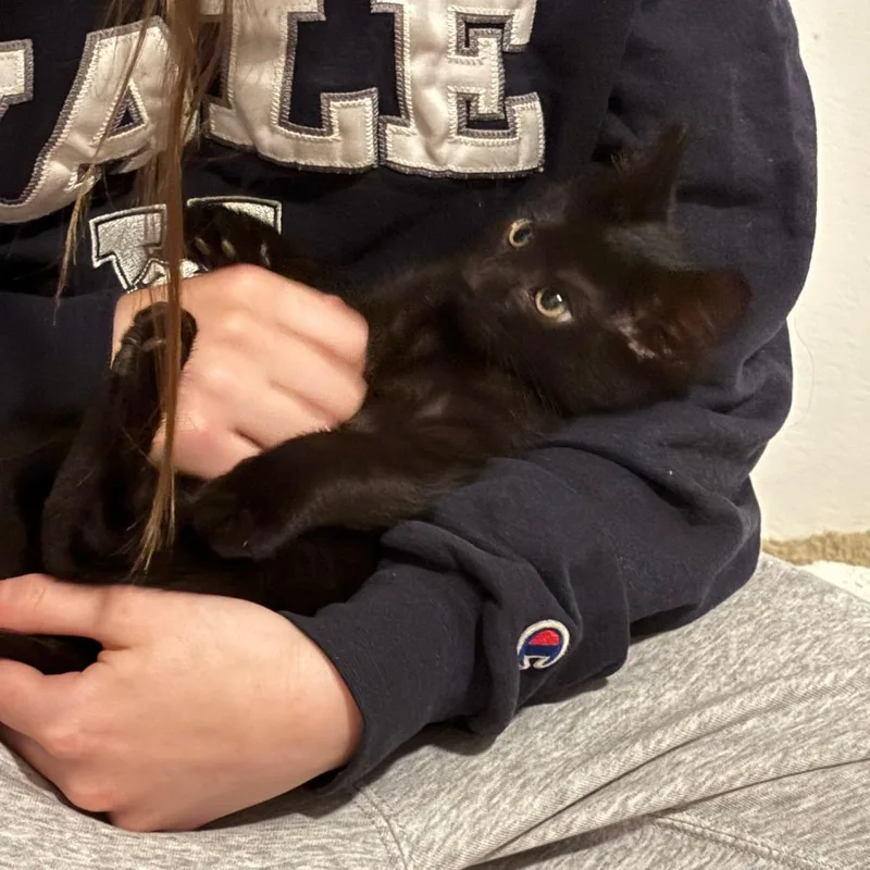 Nigel thumbnail 6
