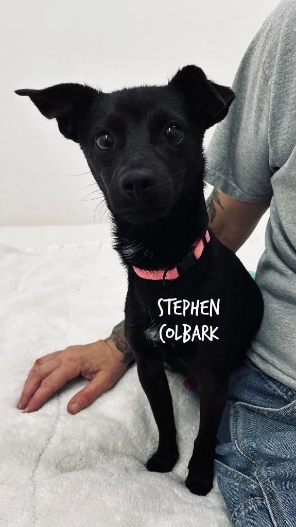 Stephen Colbark
