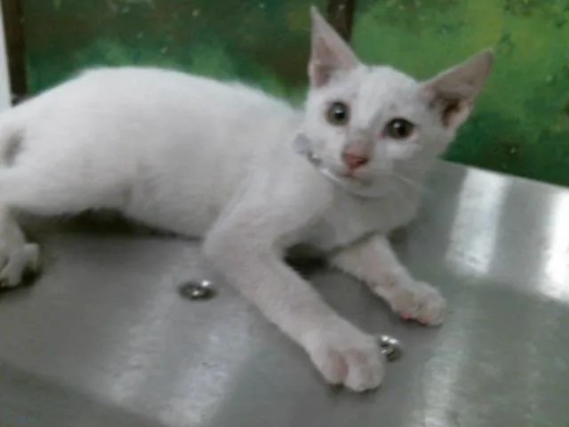A baby small-sized female Domestic Short Hair cat named Tulsa for adoption in Houston, TX