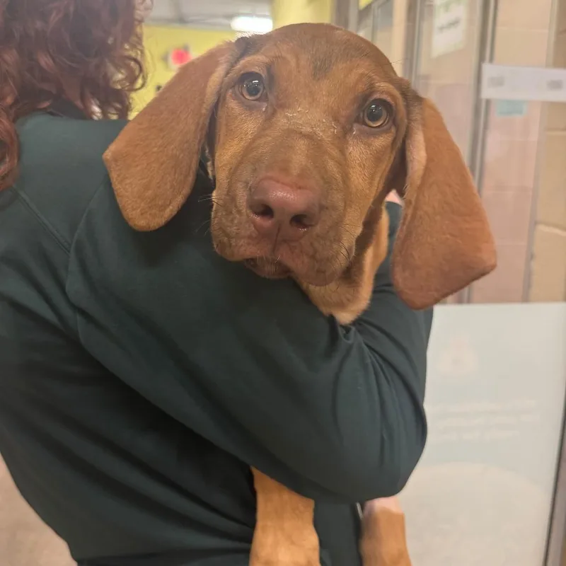 A baby medium-sized female Hound dog named Lena for adoption in Columbia, MO