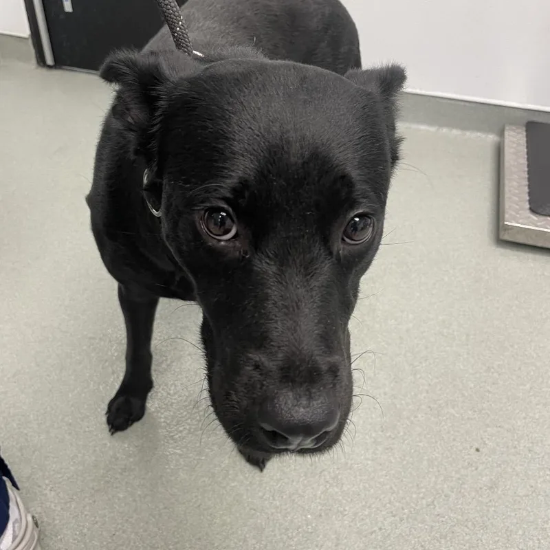 A young medium-sized female Black Border Collie dog named Meadow for adoption in Abilene, TX