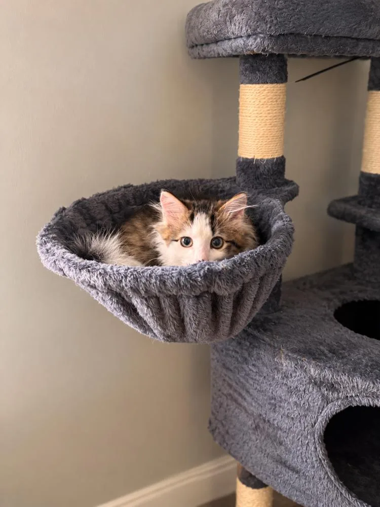A baby small-sized male Domestic Medium Hair cat named Gordon for adoption in Westwood, NJ