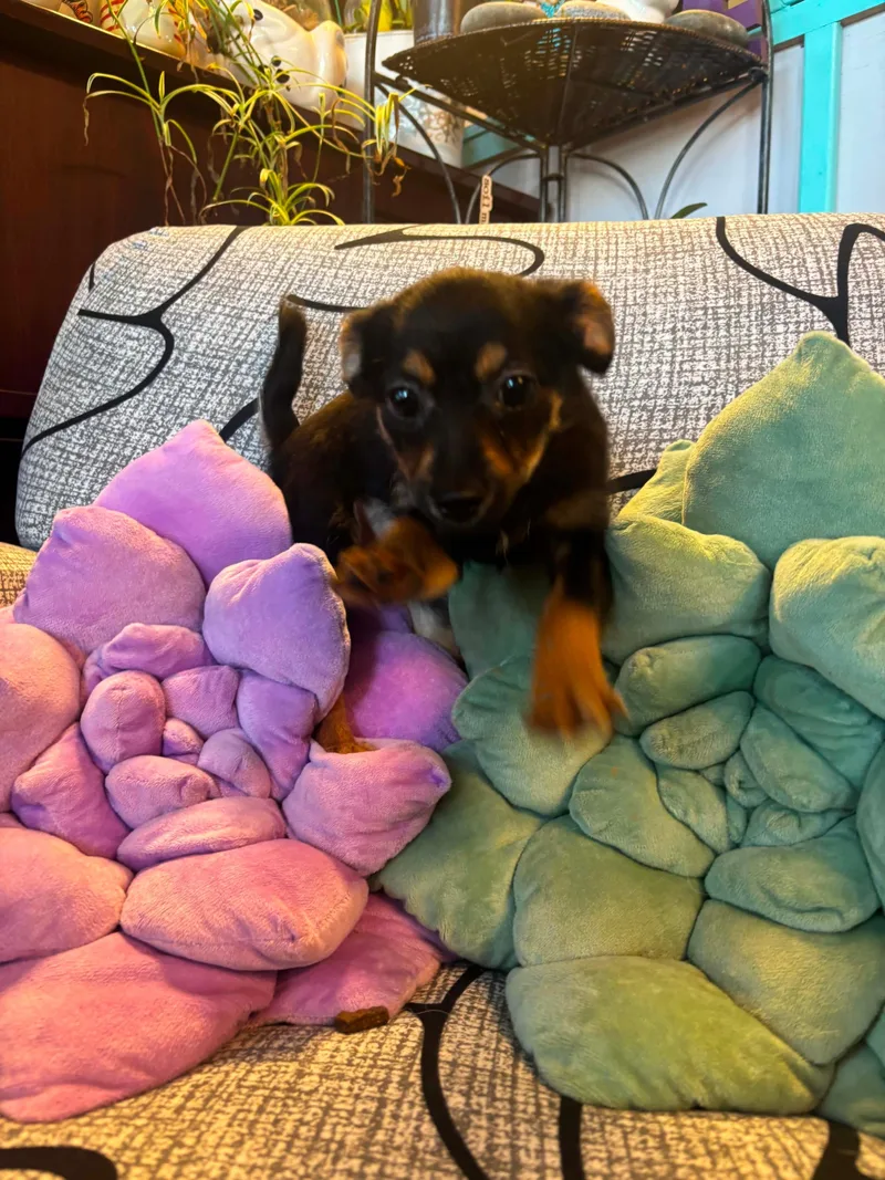 A baby small-sized female Black Chihuahua dog named Cagney for adoption in Tacoma, WA