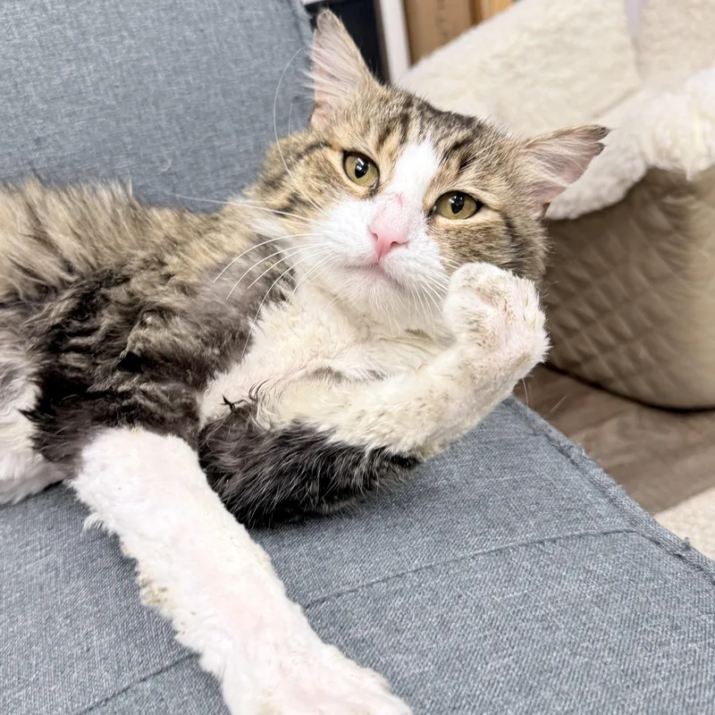 A young medium-sized male Tabby (Buff / Tan / Fawn) Domestic Long Hair cat named Tivi for adoption in Philadelphia, PA