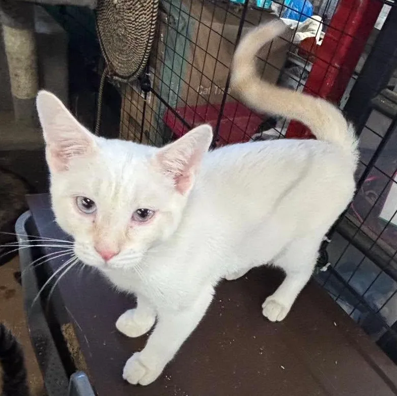 A baby medium-sized male Domestic Short Hair cat named Memo & TomeBONDED BOYS for adoption in Fair Haven, VT
