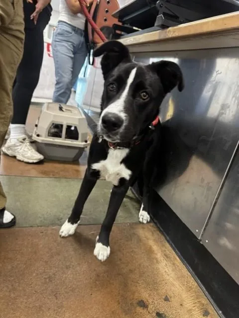 A young medium-sized male Border Collie dog named Bobby for adoption in Chatsworth, CA