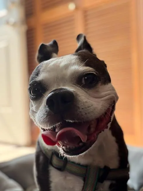 A senior medium-sized female Boston Terrier dog named Mable for adoption in New York, NY