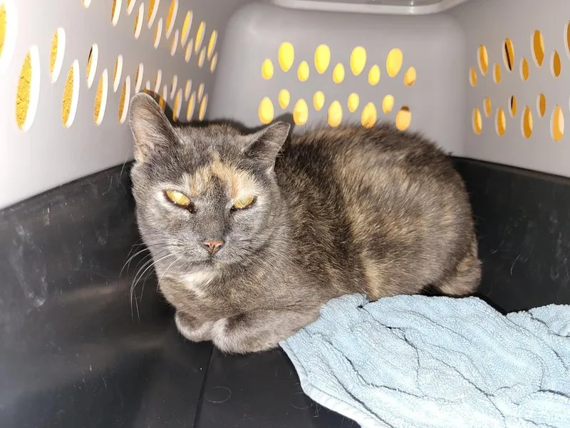 Purrma thumbnail 2