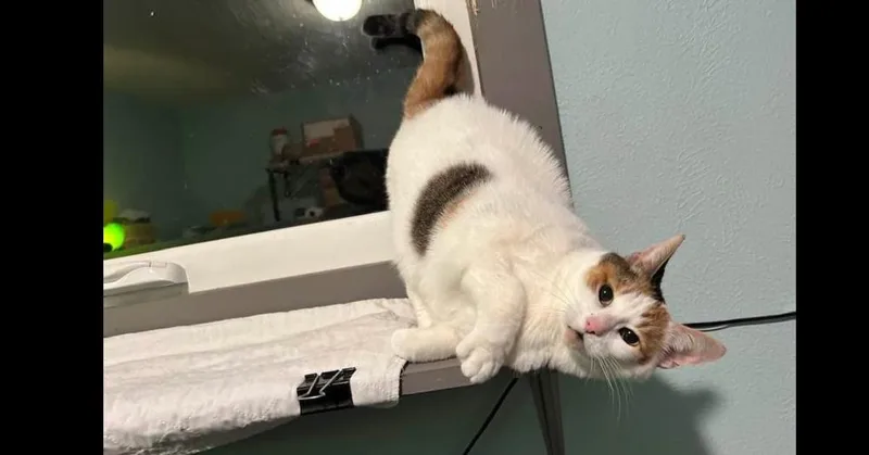 Snowbell thumbnail 4