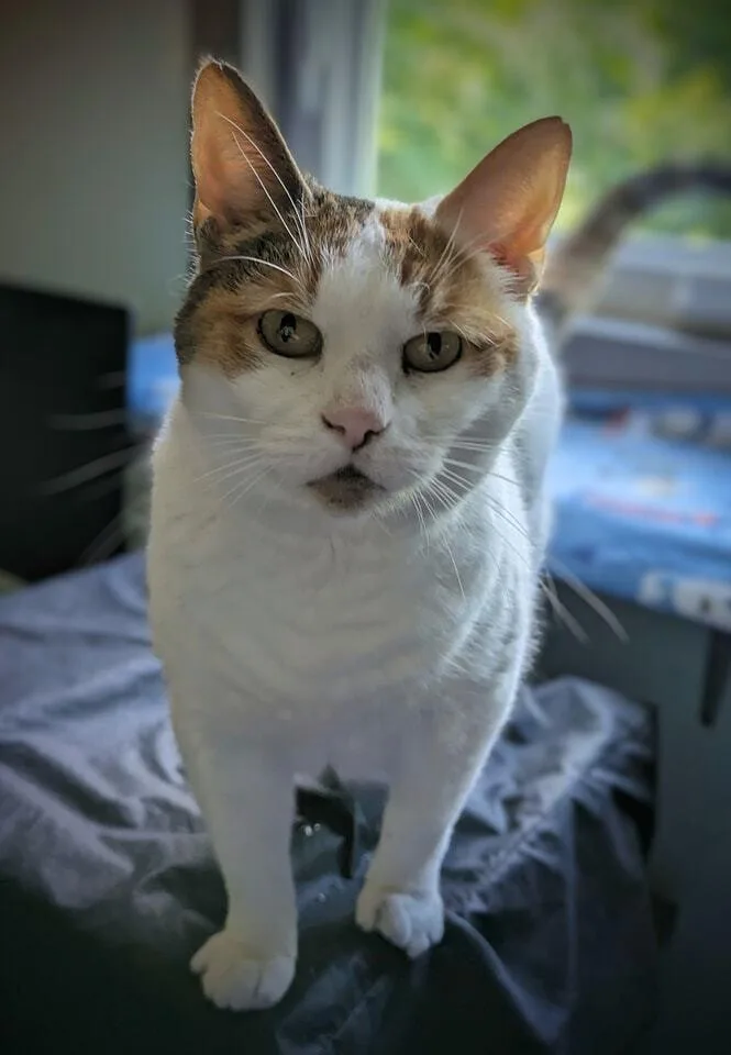 Snowbell thumbnail 6