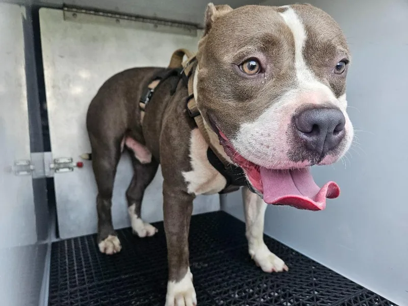 A young large-sized male Pit Bull Terrier dog named Bart for adoption in Vineland, NJ