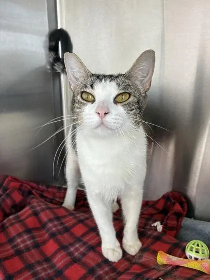 An adult medium-sized female Domestic Short Hair cat named Chilli for adoption in New Orleans, LA