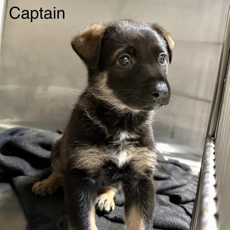 A baby medium-sized male Yellow / Tan / Blond / Fawn Shepherd dog named Captain for adoption in Oxford, ME
