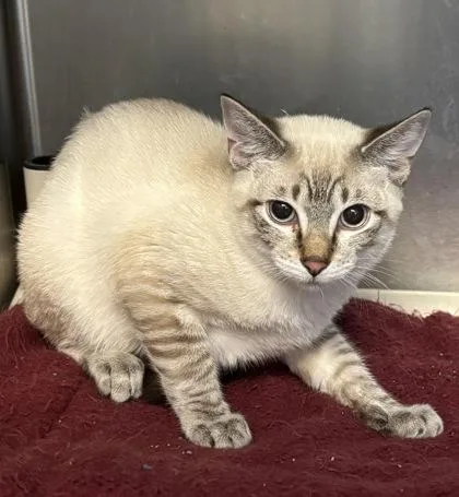 A baby small-sized male Siamese cat named Buttons I AM for adoption in East Brookfield, MA
