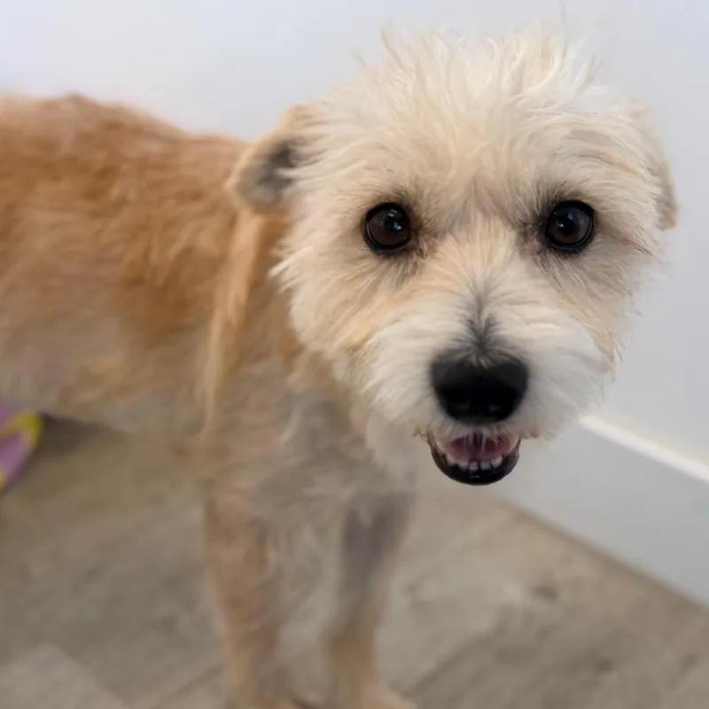 A young small-sized female Yellow / Tan / Blond / Fawn Wirehaired Terrier dog named Milanesa for adoption in Green Bay, WI