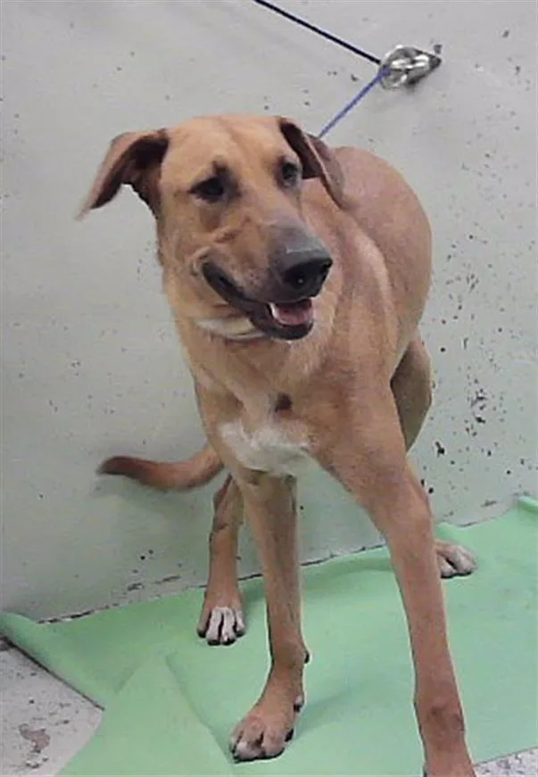 An adult large-sized male Rhodesian Ridgeback dog named Sir Davis for adoption in Houston, TX