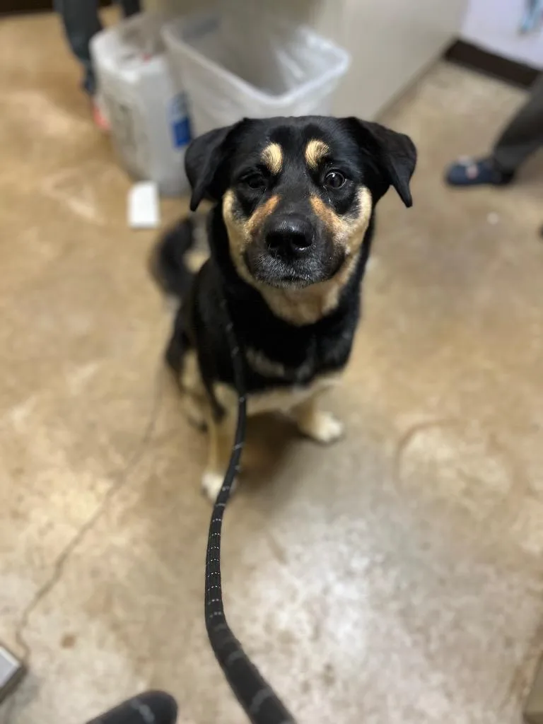 A young large-sized female Shepherd dog named Sloan for adoption in New Braunfels, TX