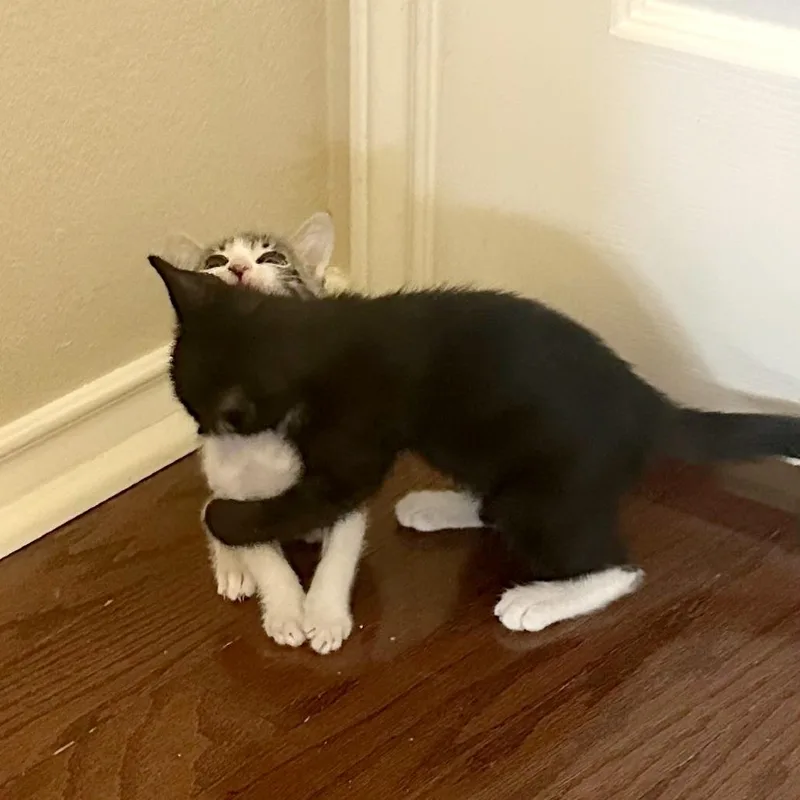 A baby small-sized female Black Domestic Short Hair cat named Yippee for adoption in Austin, TX