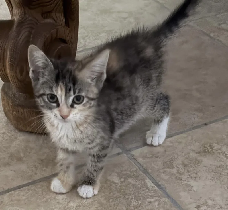 A baby medium-sized female Dilute Calico Domestic Short Hair cat named Cookie Crisp for adoption in Breinigsville, PA