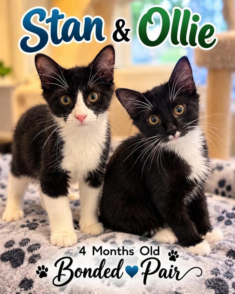 A baby medium-sized male Black & White / Tuxedo Domestic Short Hair cat named Stan & Ollie for adoption in Fort Worth, TX
