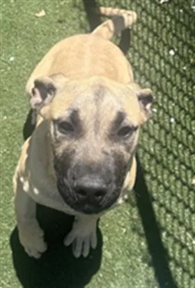 A baby small-sized male Boerboel dog named Prince for adoption in Texas City, TX