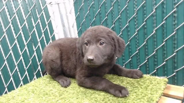 A baby medium-sized female German Shepherd Dog dog named Mariah for adoption in Downey, CA