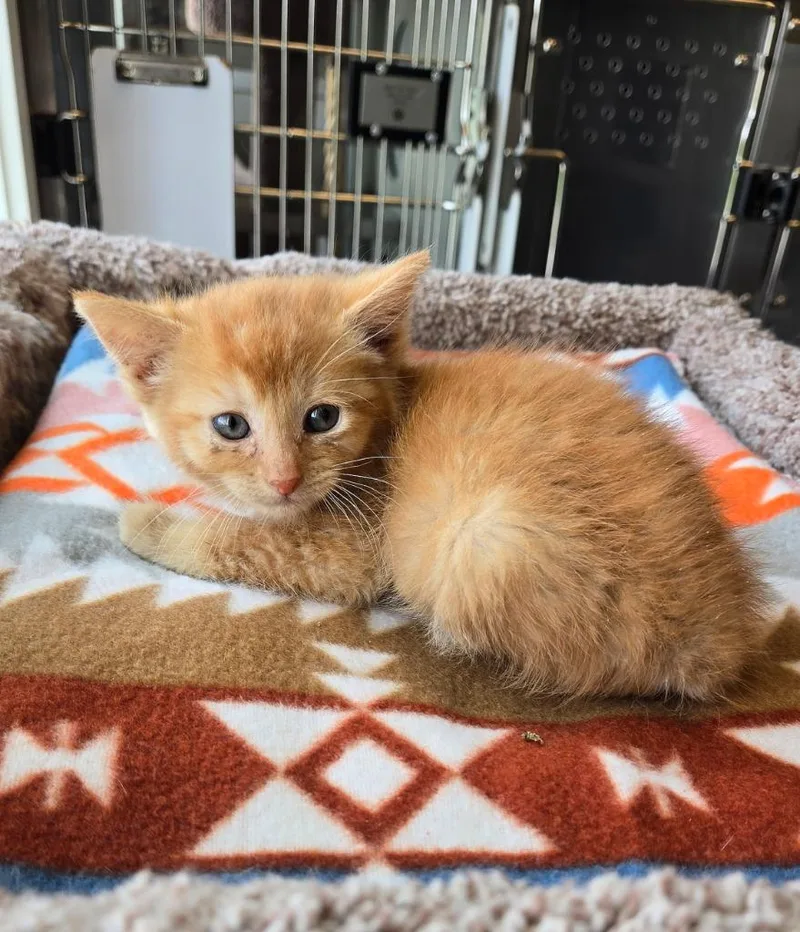 A baby small-sized male Domestic Short Hair cat named Sunny for adoption in Sidney, OH