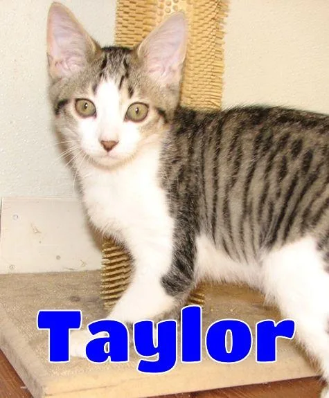 Taylor thumbnail 3