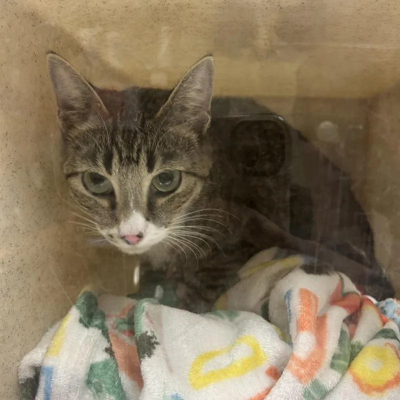 A young medium-sized female Domestic Short Hair cat named The Cat for adoption in Reno, NV