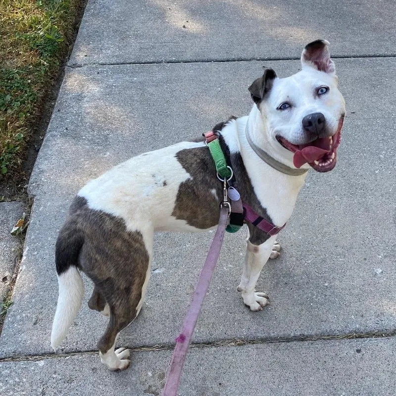 Solspring thumbnail 2