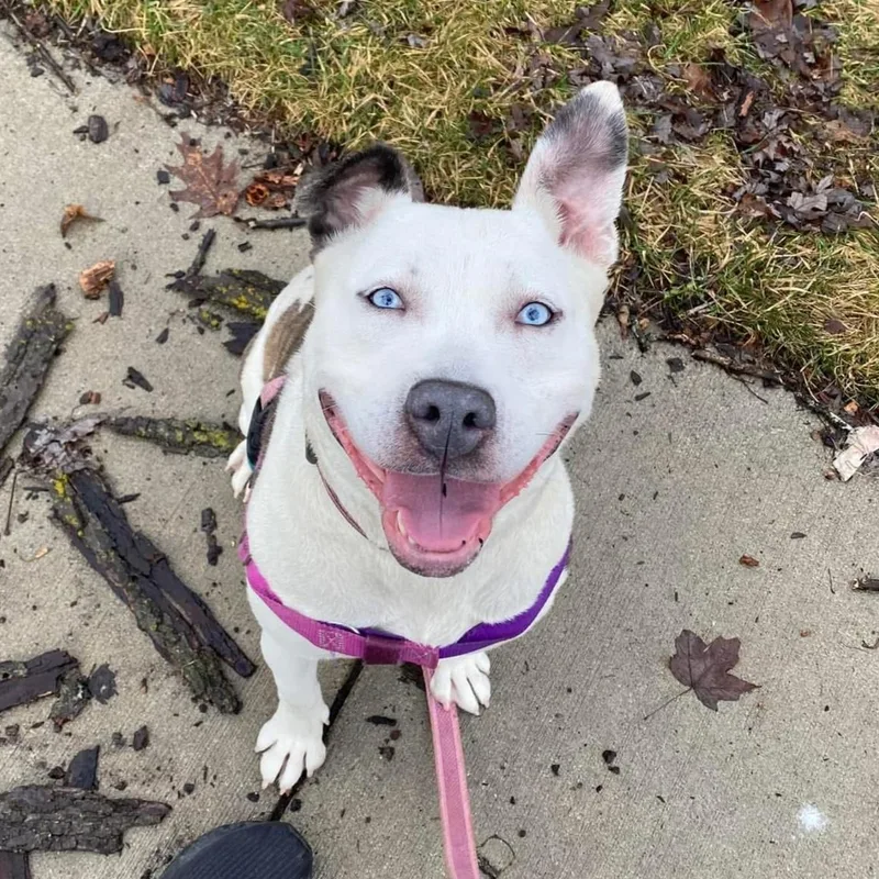 Solspring thumbnail 3