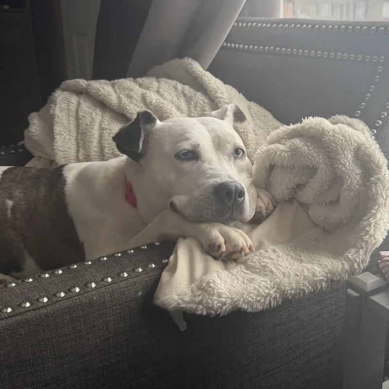 Solspring thumbnail 4