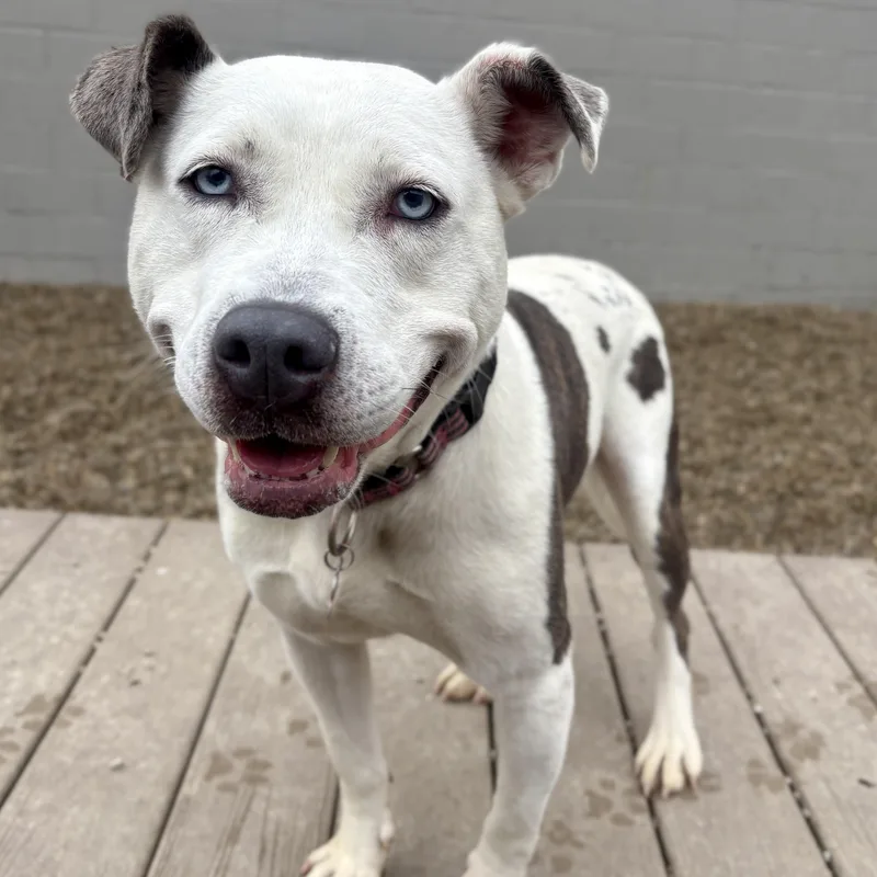 Solspring thumbnail 5